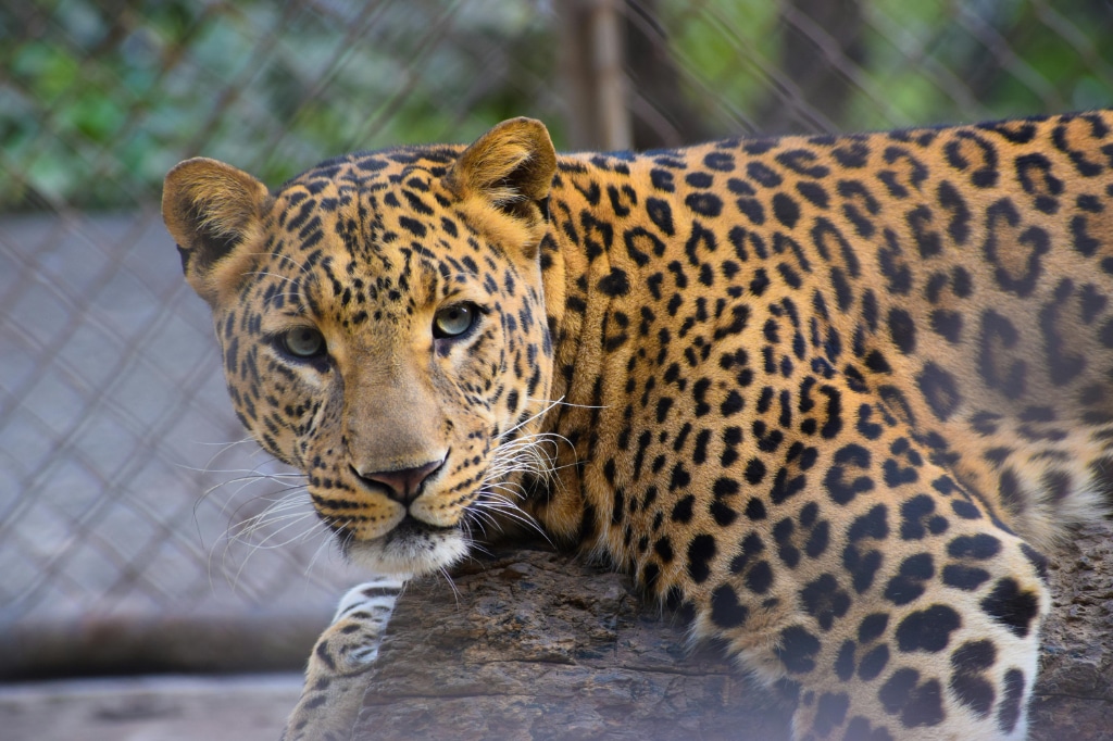 Amurleopard